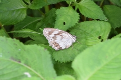 Melanargia epimede