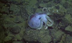 Graneledone boreopacifica