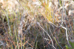 Allocasuarina emuina