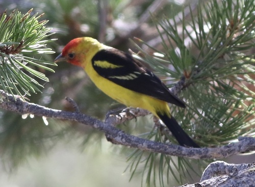 iNaturalist observation 2022-07-20