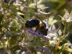 Melitta haemorrhoidalis