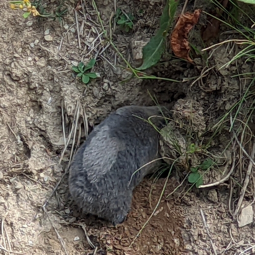 Lesser Blind Molerat, Tropojë, Albanië, photo 3 of 10