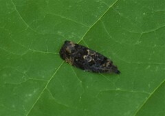 Endothenia ustulana