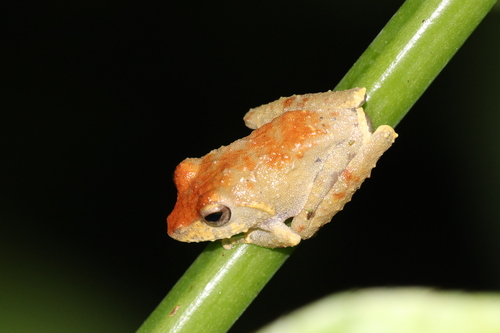 Frilled Treefrog, Kurixalus appendiculatus