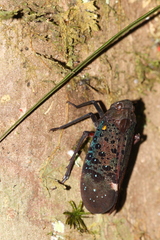 Penthicodes rugulosus