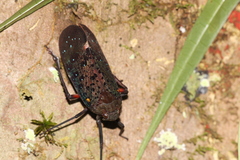 Penthicodes rugulosus