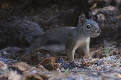 iNaturalist observation 2022-07-20