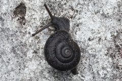 Pommerhelix duralensis