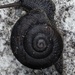 Dural Land Snail - Photo (c) Matt Goodwin, some rights reserved (CC BY-NC-ND), uploaded by Matt Goodwin