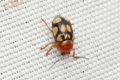 Cryptocephalus luteosignatus