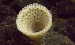 Hexactinellida