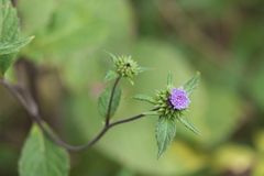 Phyllocephalum scabridum