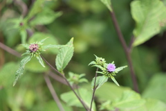 Phyllocephalum scabridum