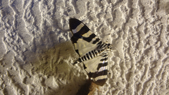 Lypotigris reginalis