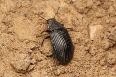 Heterotarsus carinula