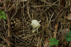 Geastrum pectinatum