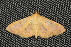 Patania balteata