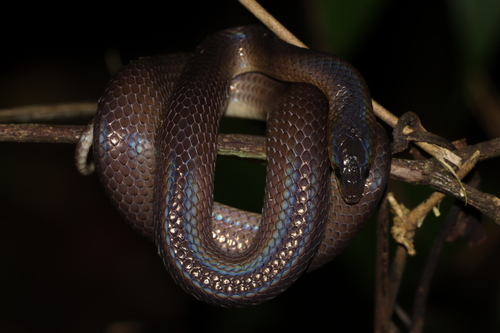 Philippine Shrub Snake, Oxyrhabdium modestum
