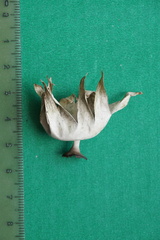 Geastrum pectinatum