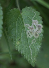 Amauromyza labiatarum