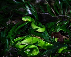 Morelia viridis