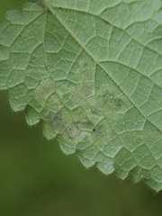 Amauromyza labiatarum