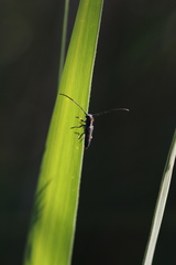 Phytoecia virgula