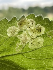 Amauromyza labiatarum