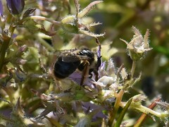 Melitta haemorrhoidalis