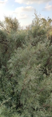 Tamarix nilotica