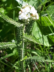Achillea millefolium borealis