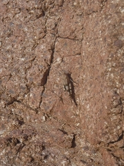 Sphingonotus caerulans