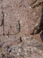 Sphingonotus caerulans