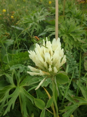 Trifolium ochroleucon