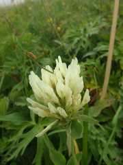 Trifolium ochroleucon