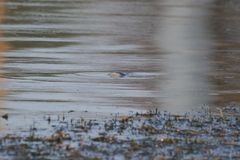 Prochilodus lineatus