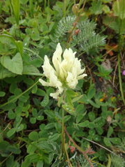 Trifolium ochroleucon