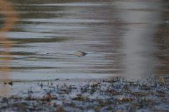 Prochilodus lineatus