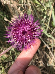 Cirsium andrewsii