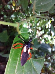 Calliclopius nigripes