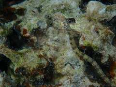 Corythoichthys flavofasciatus