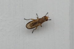 Tetanocera elata