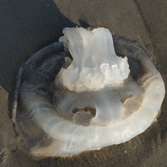 Rhopilema nomadica