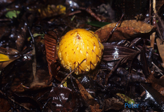 Hachettea austrocaledonica