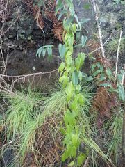 Dioscorea burchellii