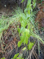 Dioscorea burchellii