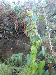 Dioscorea burchellii