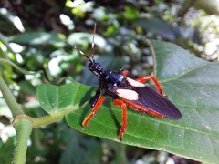 Calliclopius nigripes