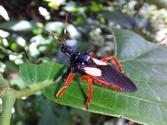 Calliclopius nigripes