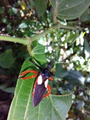 Calliclopius nigripes